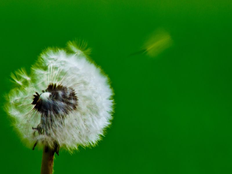 Pusteblume